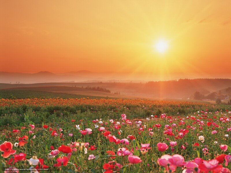 Sunset over a flower field