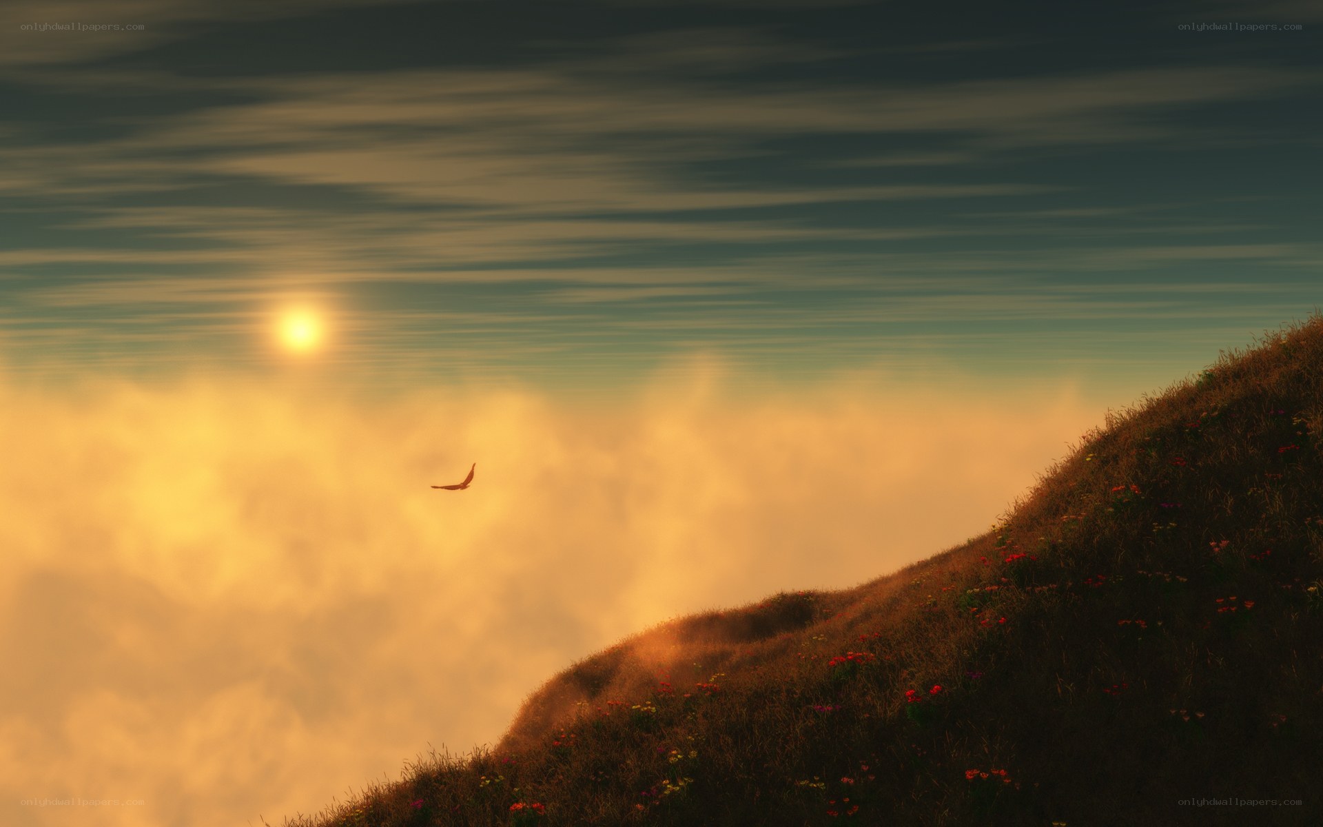 Sunset over a flowered hill