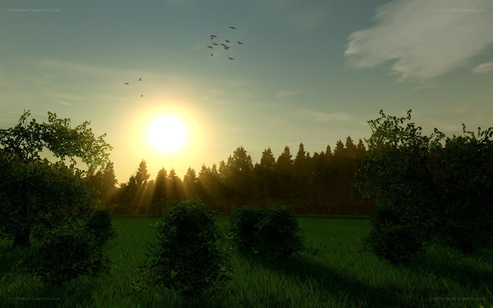Sunset over a forest field