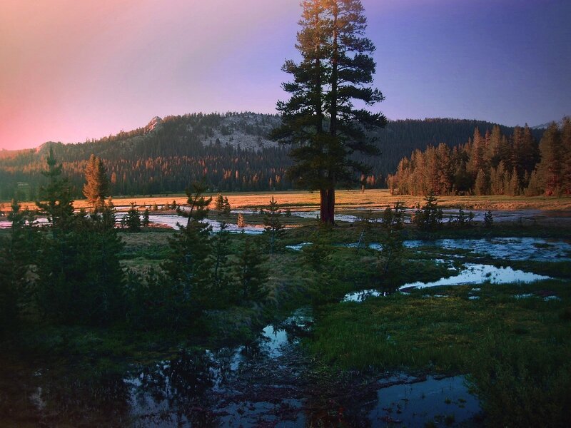 Sunset over a forest marsh
