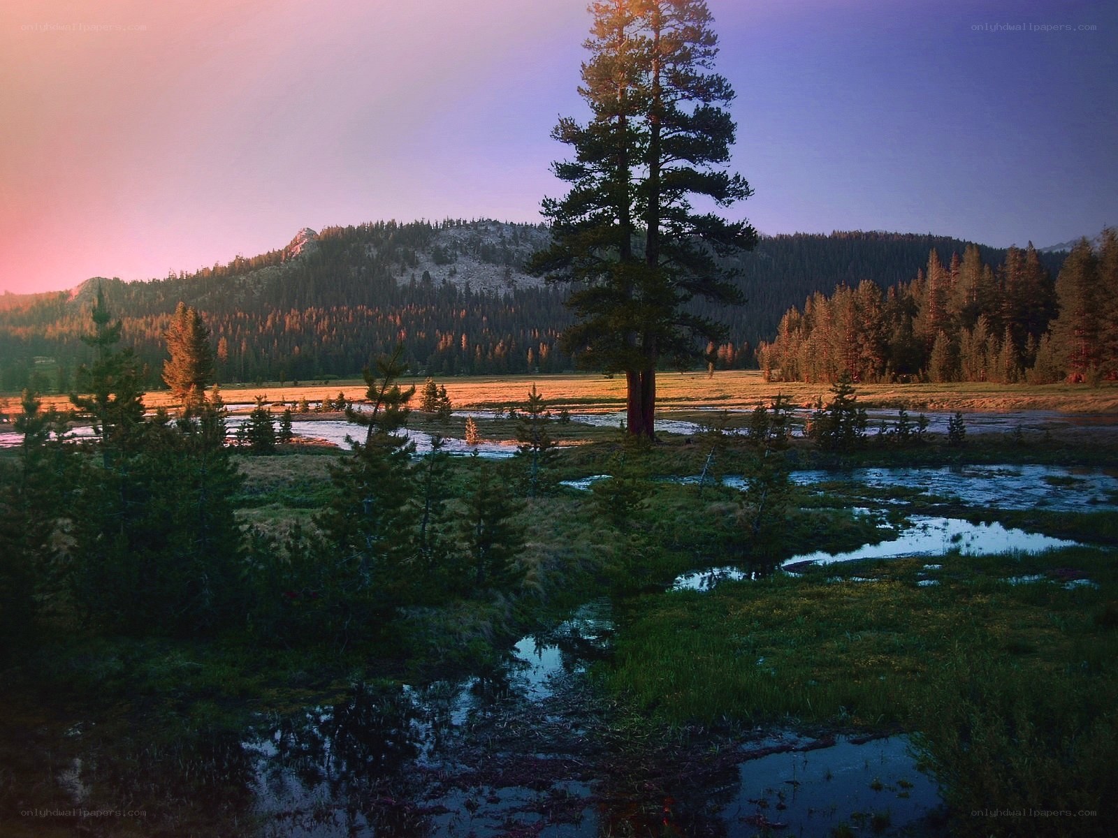 Sunset over a forest marsh