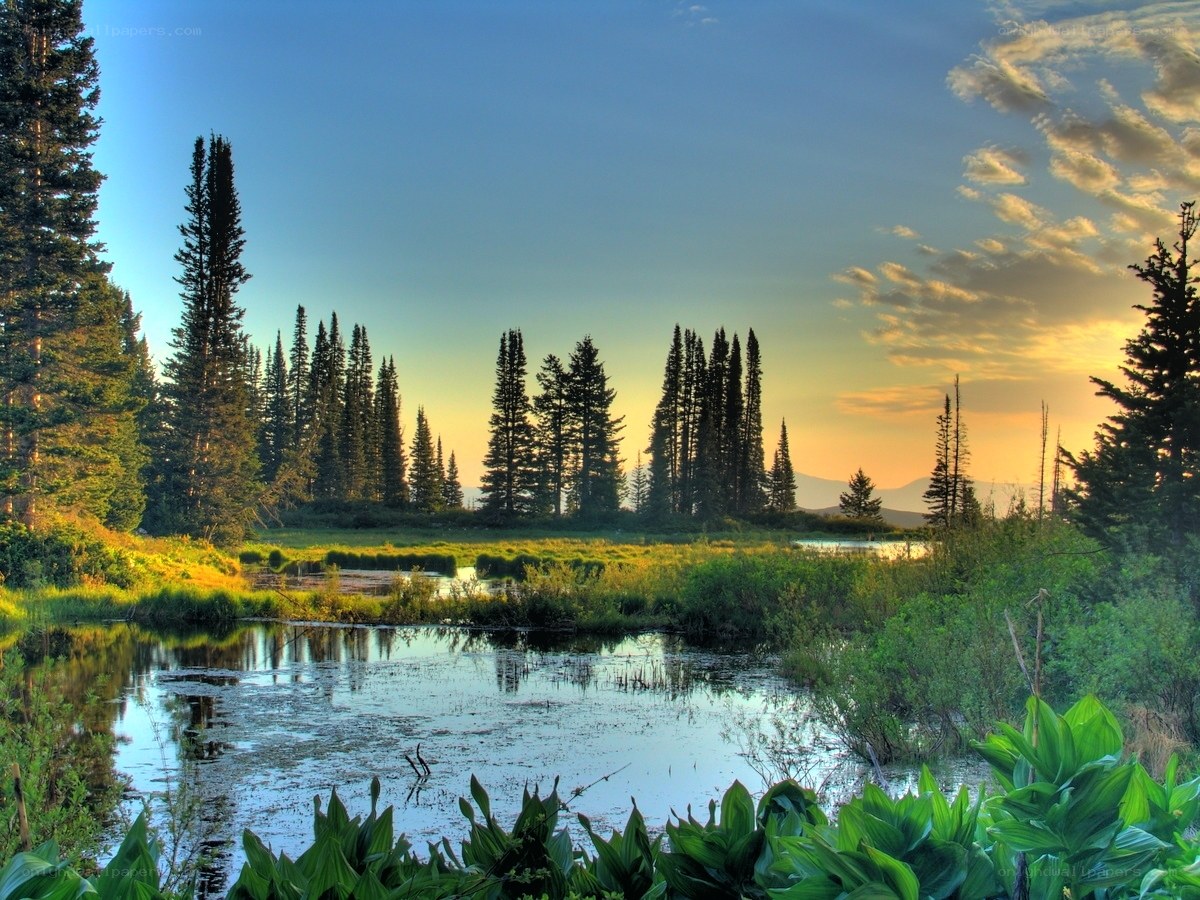 Sunset over a forest pond