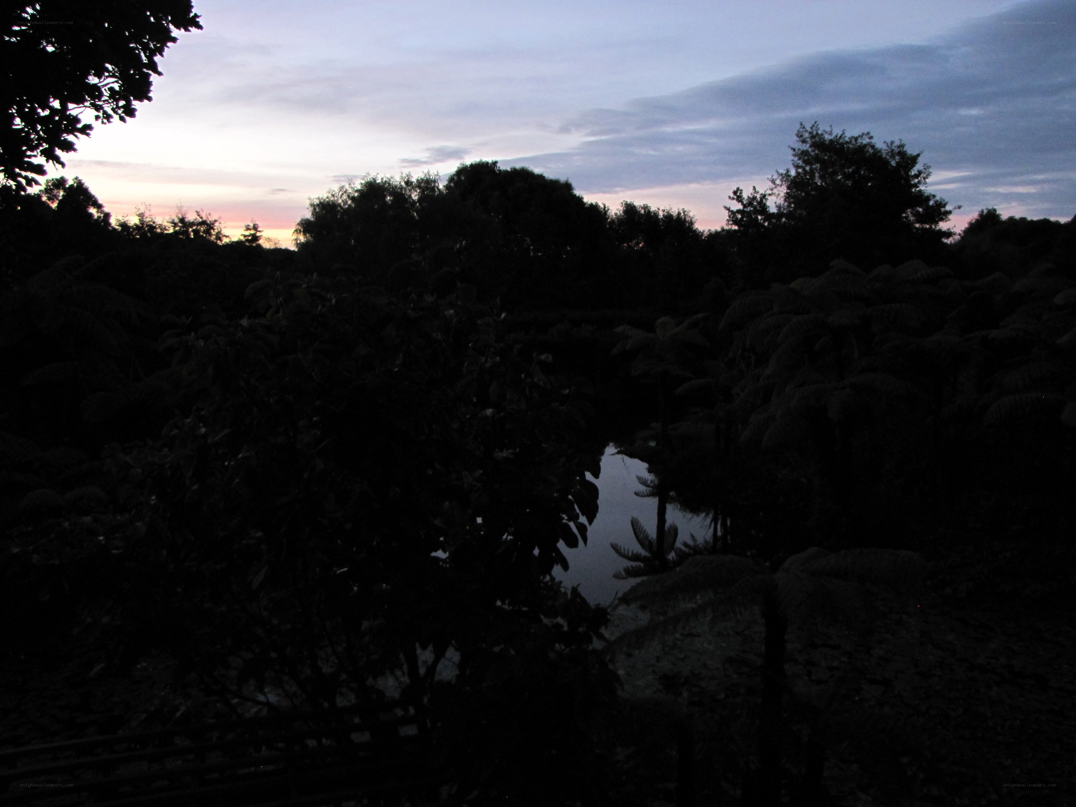 sunset over a forest pond