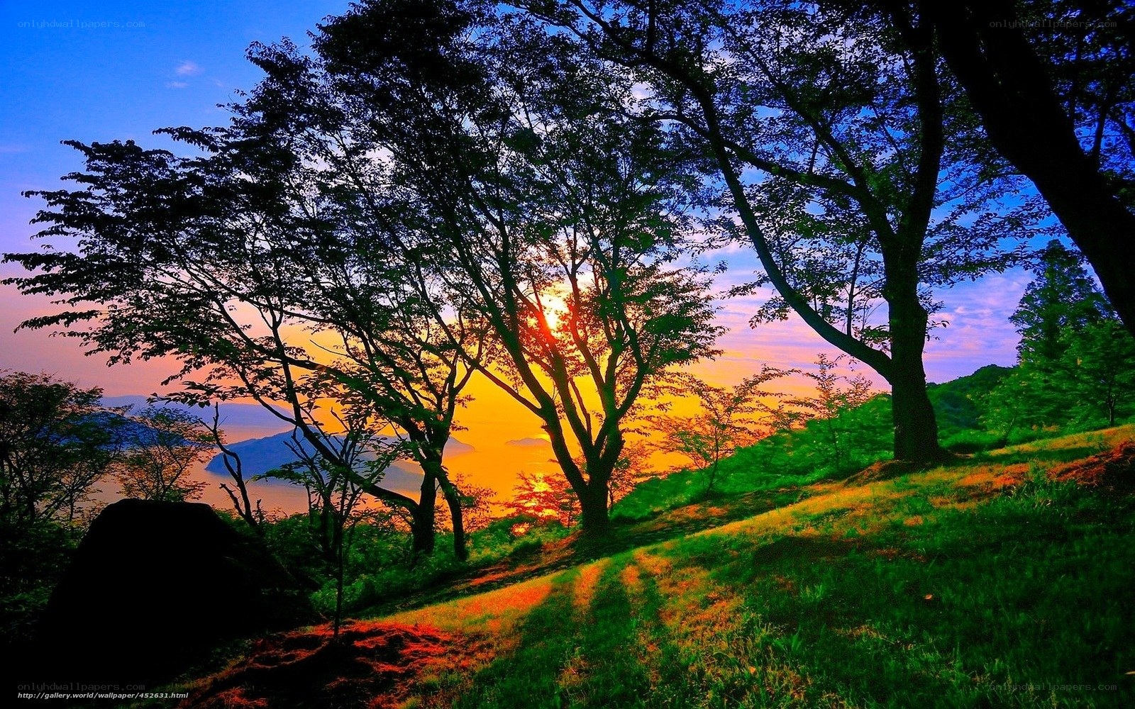 Sunset over a forested hill