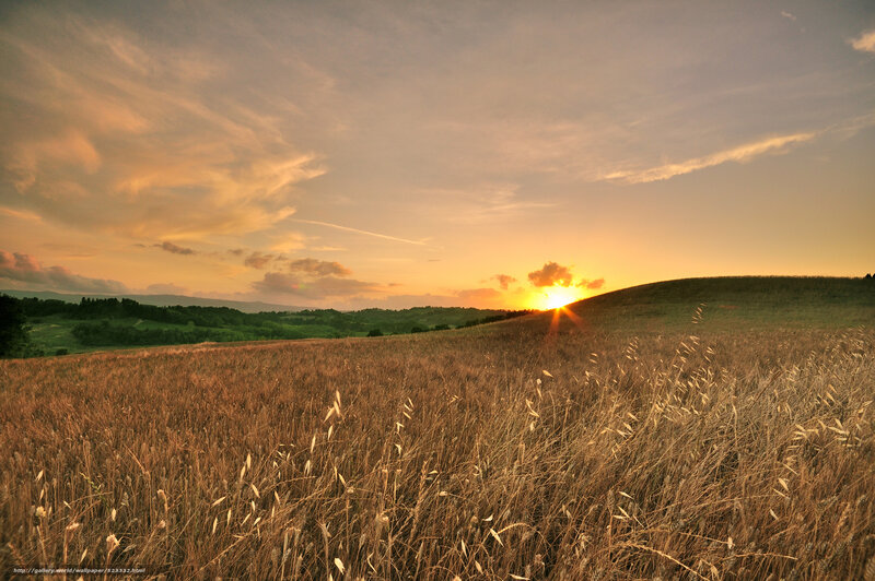 Sunset over a golden field