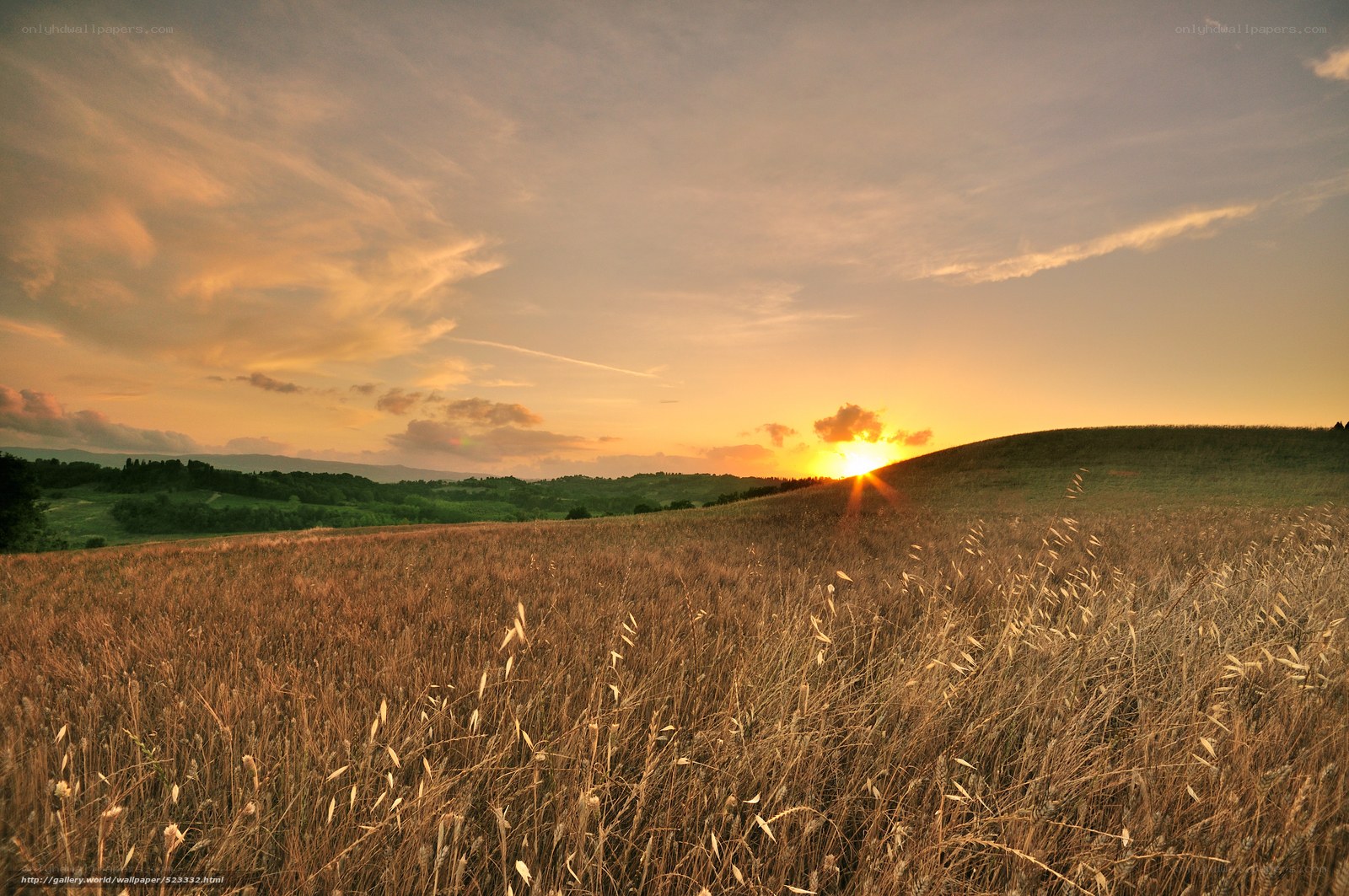 Sunset over a golden field