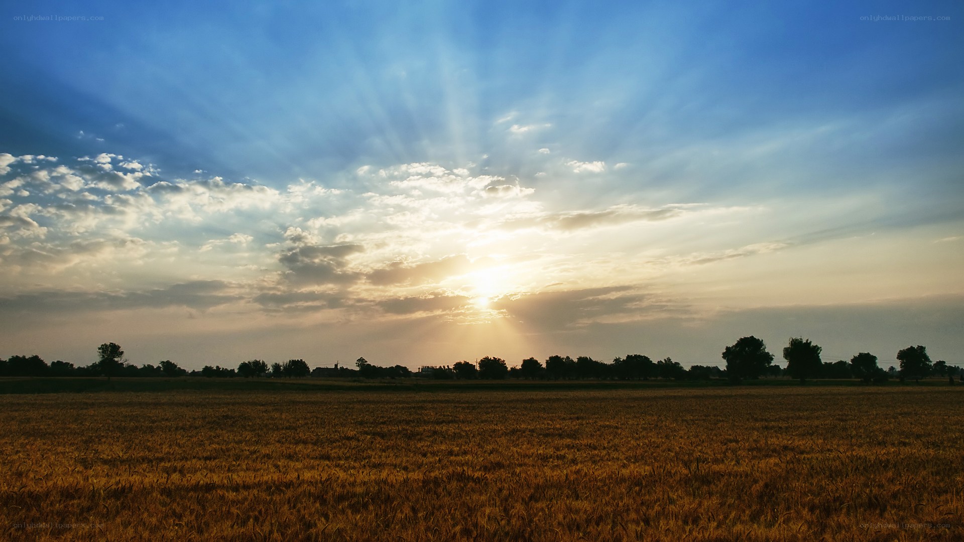 Sunset over a golden field