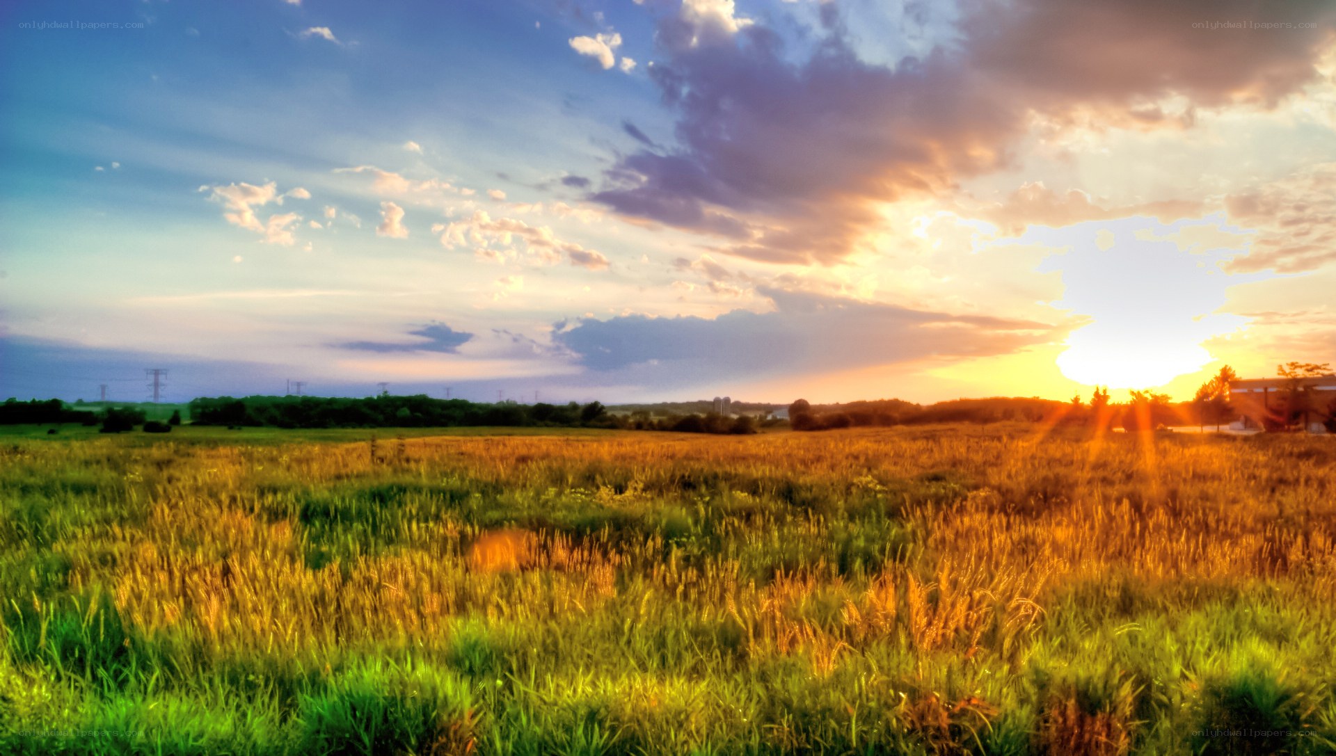 Sunset over a golden field