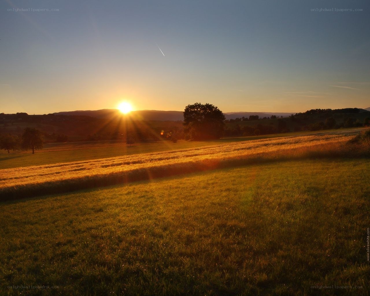Sunset over a golden field