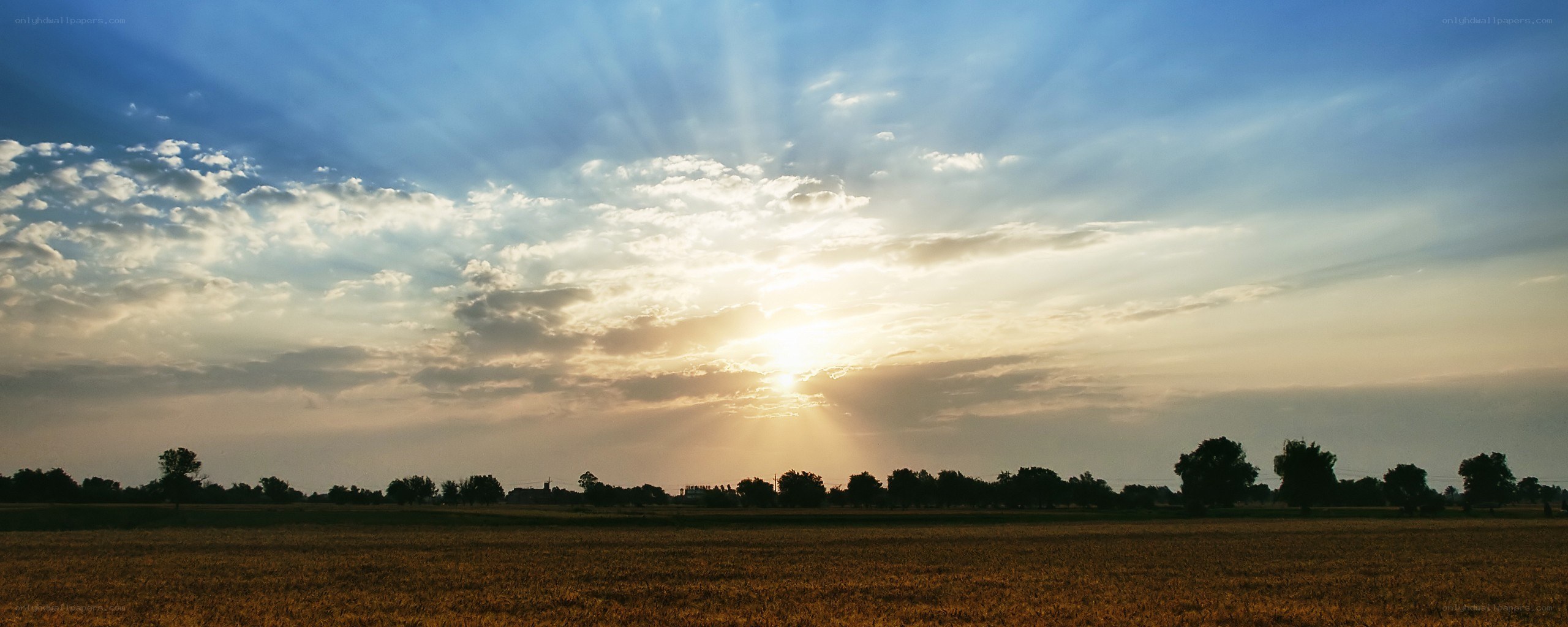 Sunset over a golden field
