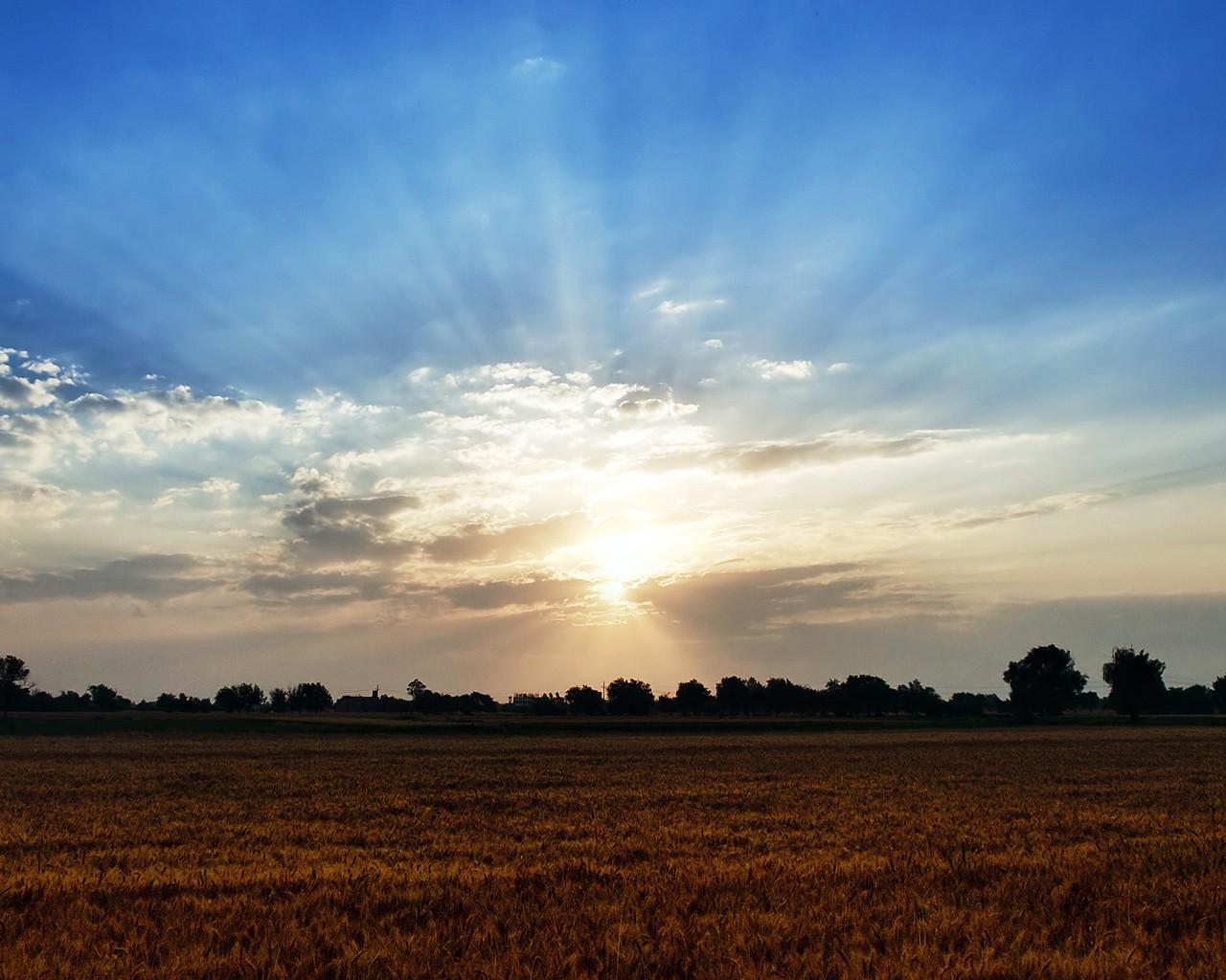Sunset over a golden field