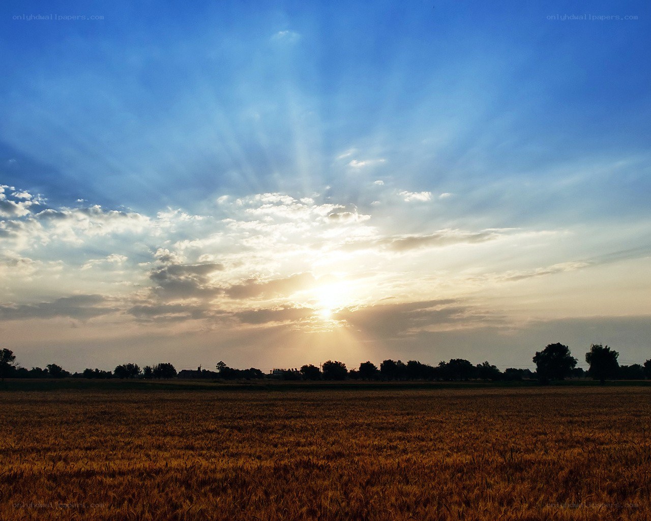 Sunset over a golden field