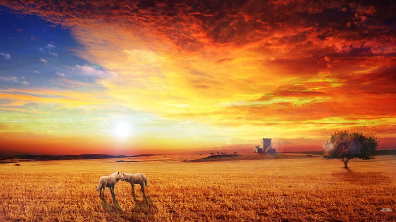 Sunset over a golden field
