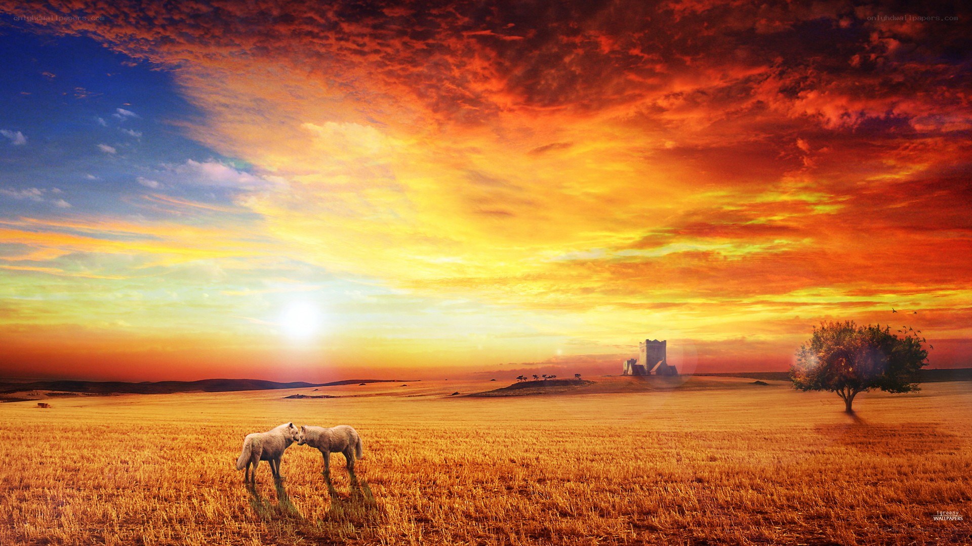 Sunset over a golden field