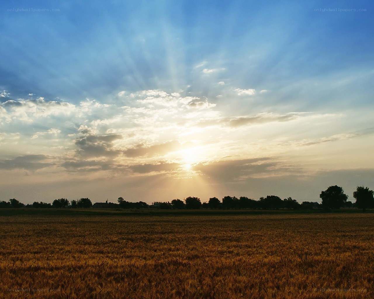 Sunset over a golden field
