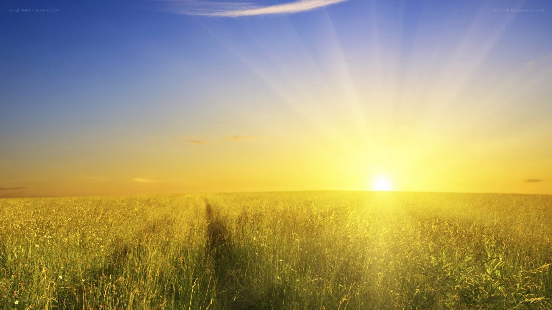 Sunset over a golden field