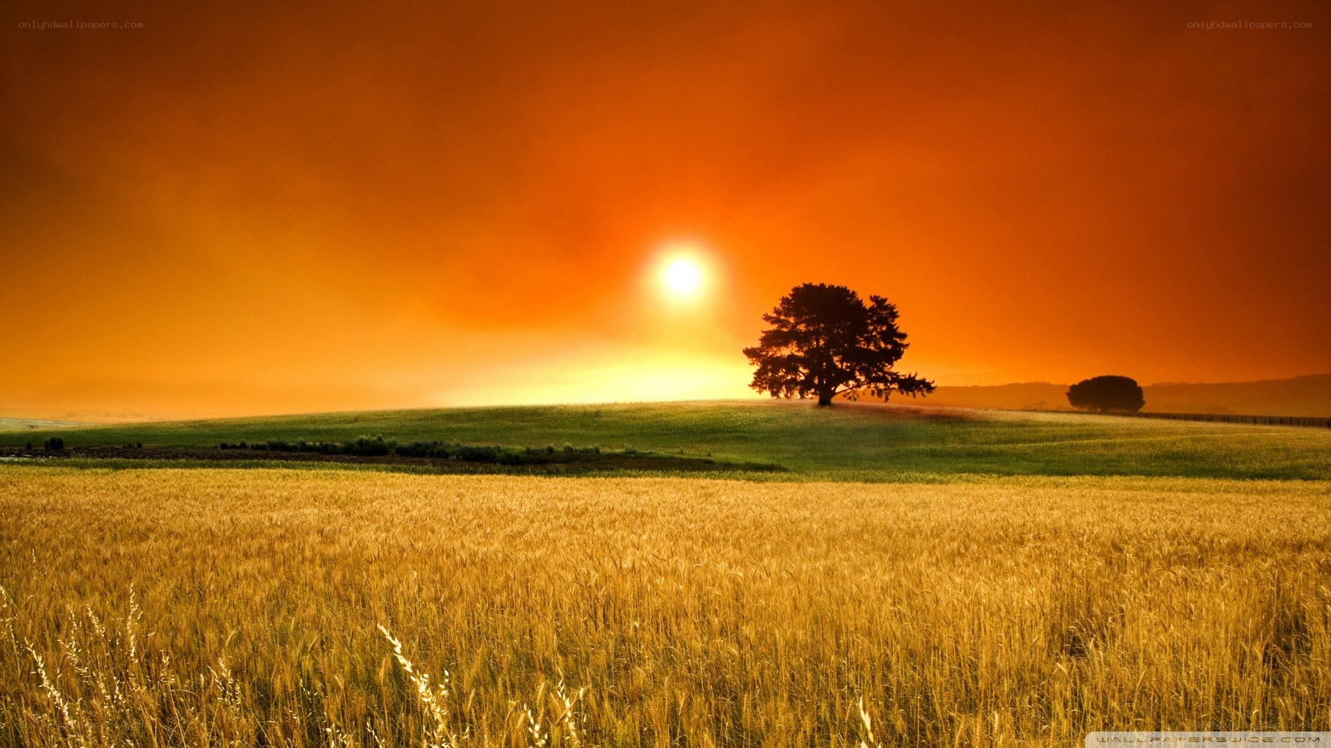 Sunset over a golden field
