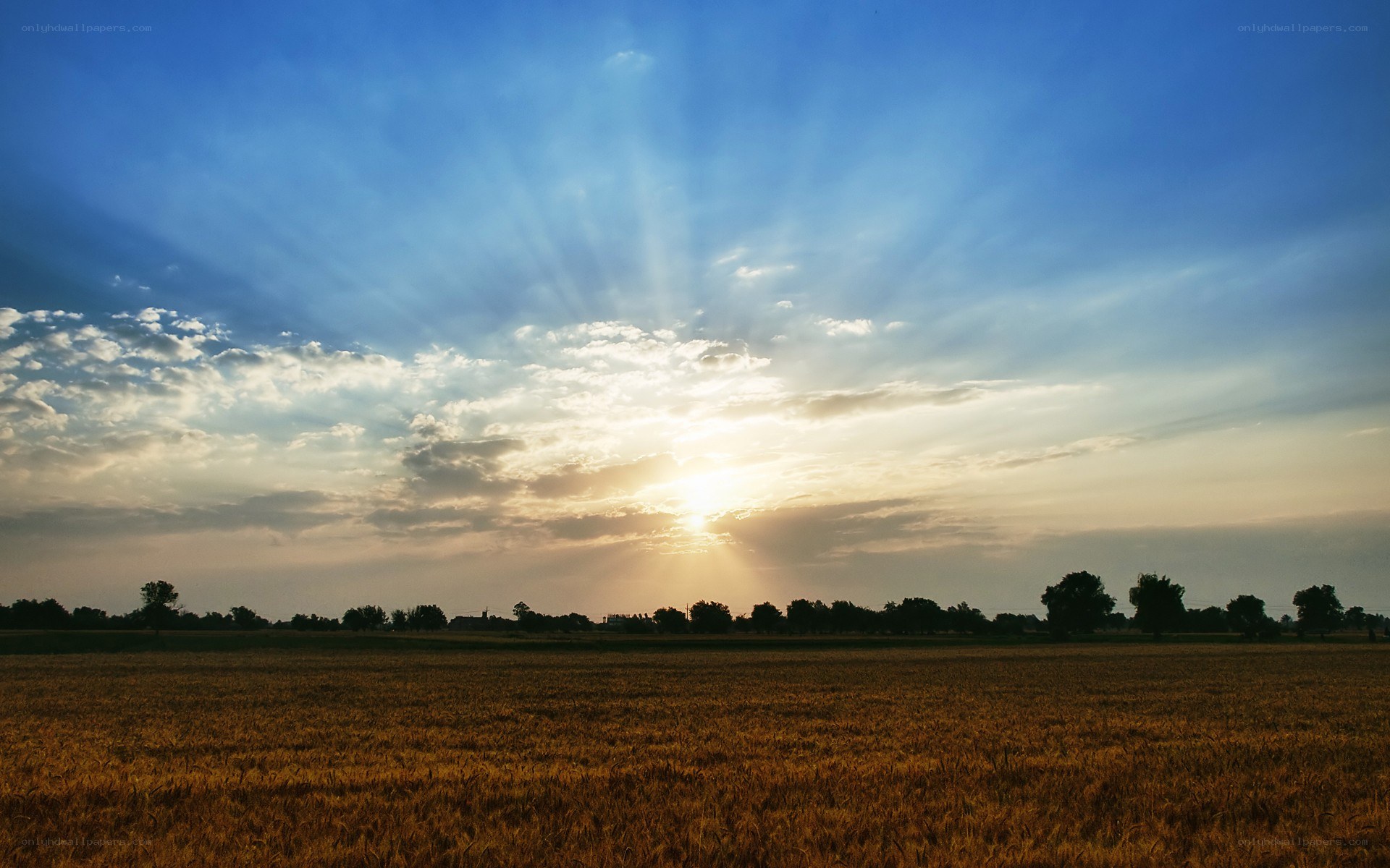 Sunset over a golden field