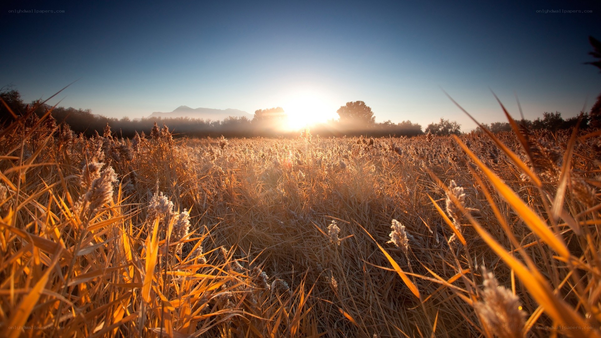 Sunset over a golden field