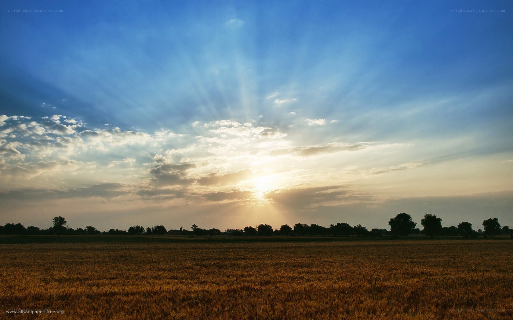 Sunset over a golden field