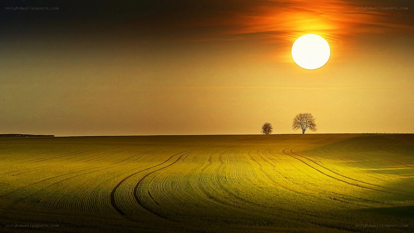 Sunset over a golden field