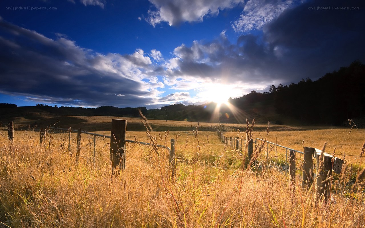 Sunset over a golden field