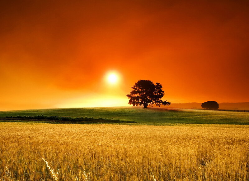 Sunset over a golden field