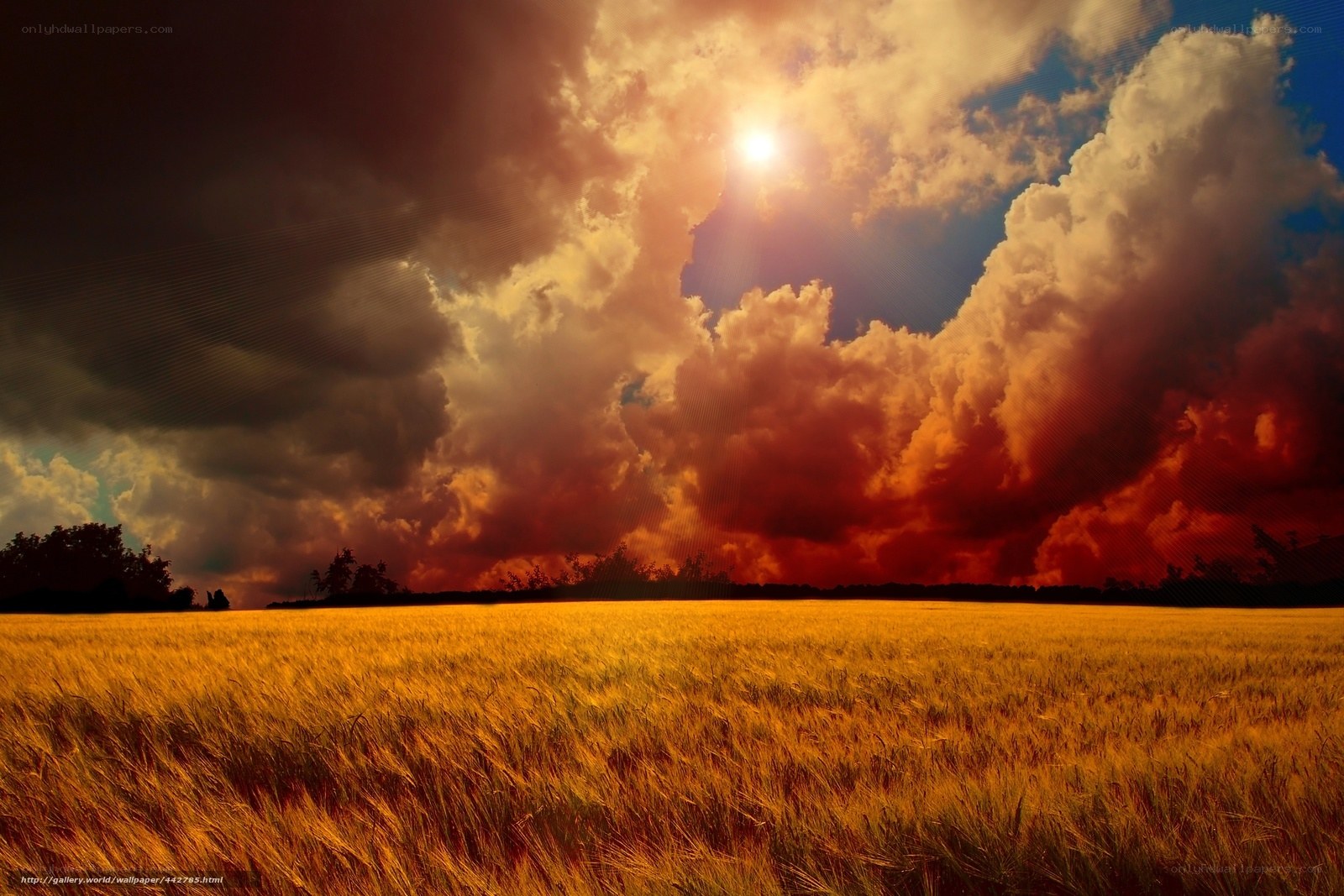 Sunset over a golden field