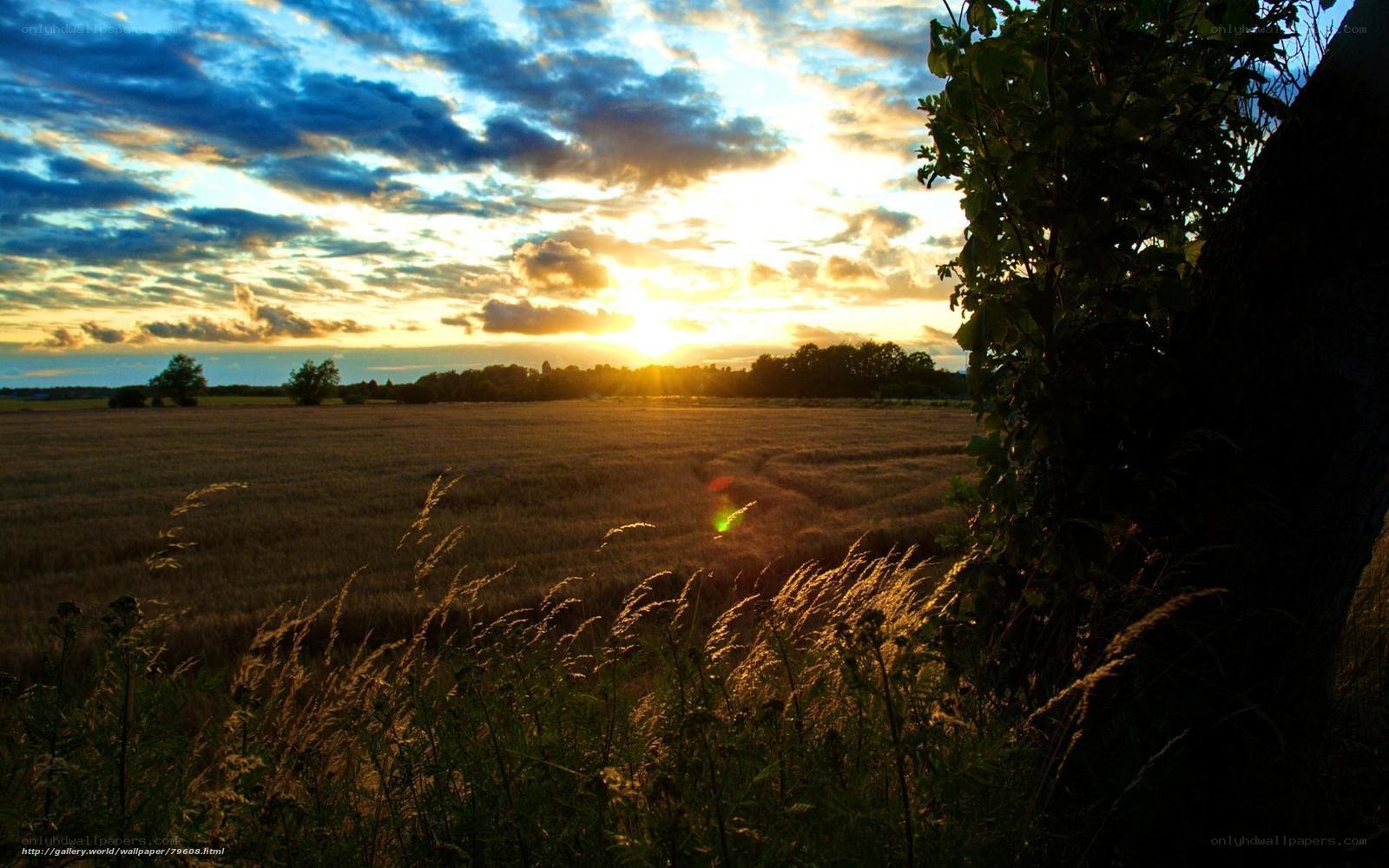 Sunset over a golden field