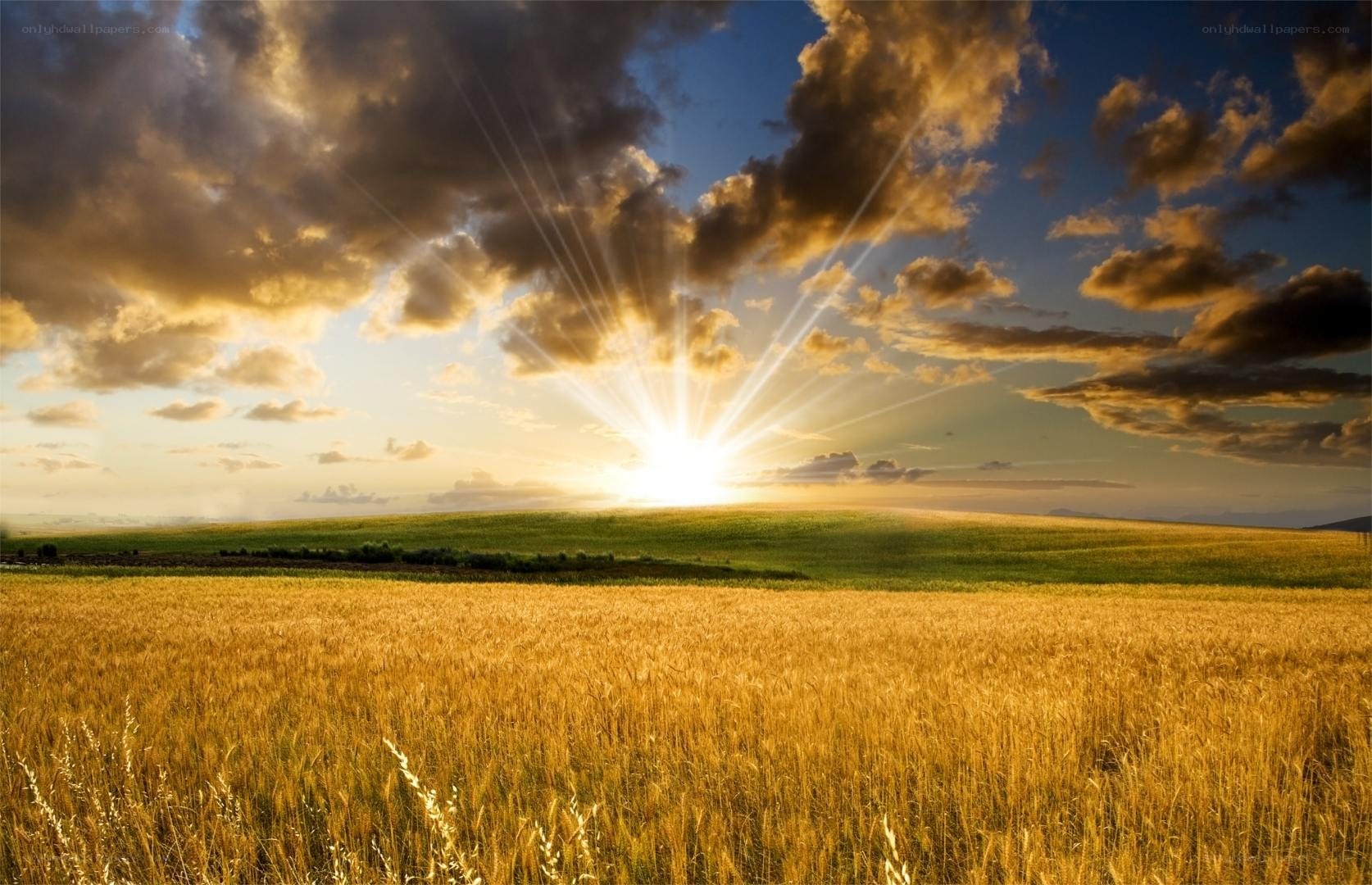 Sunset over a golden wheat field