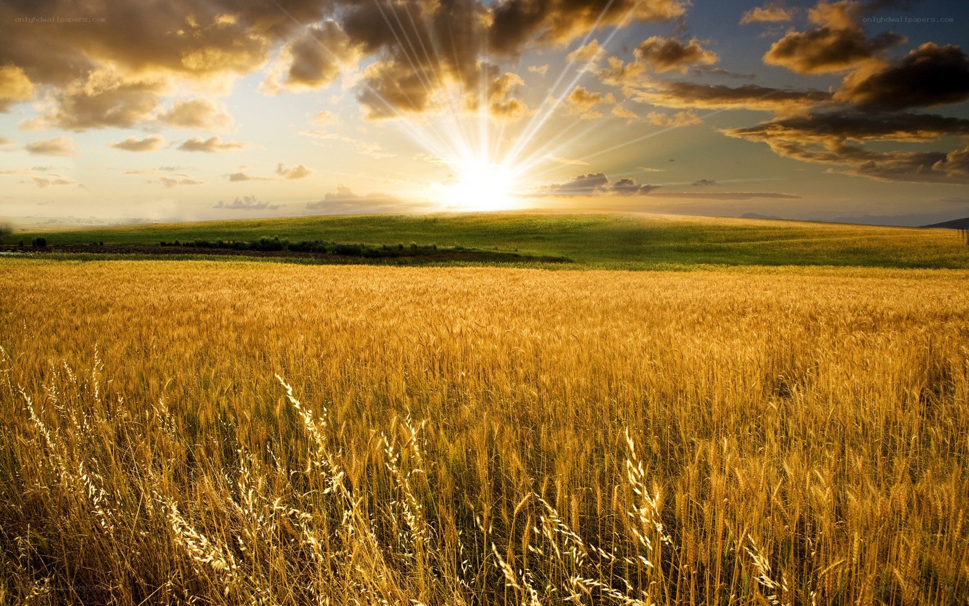 Sunset over a golden wheat field