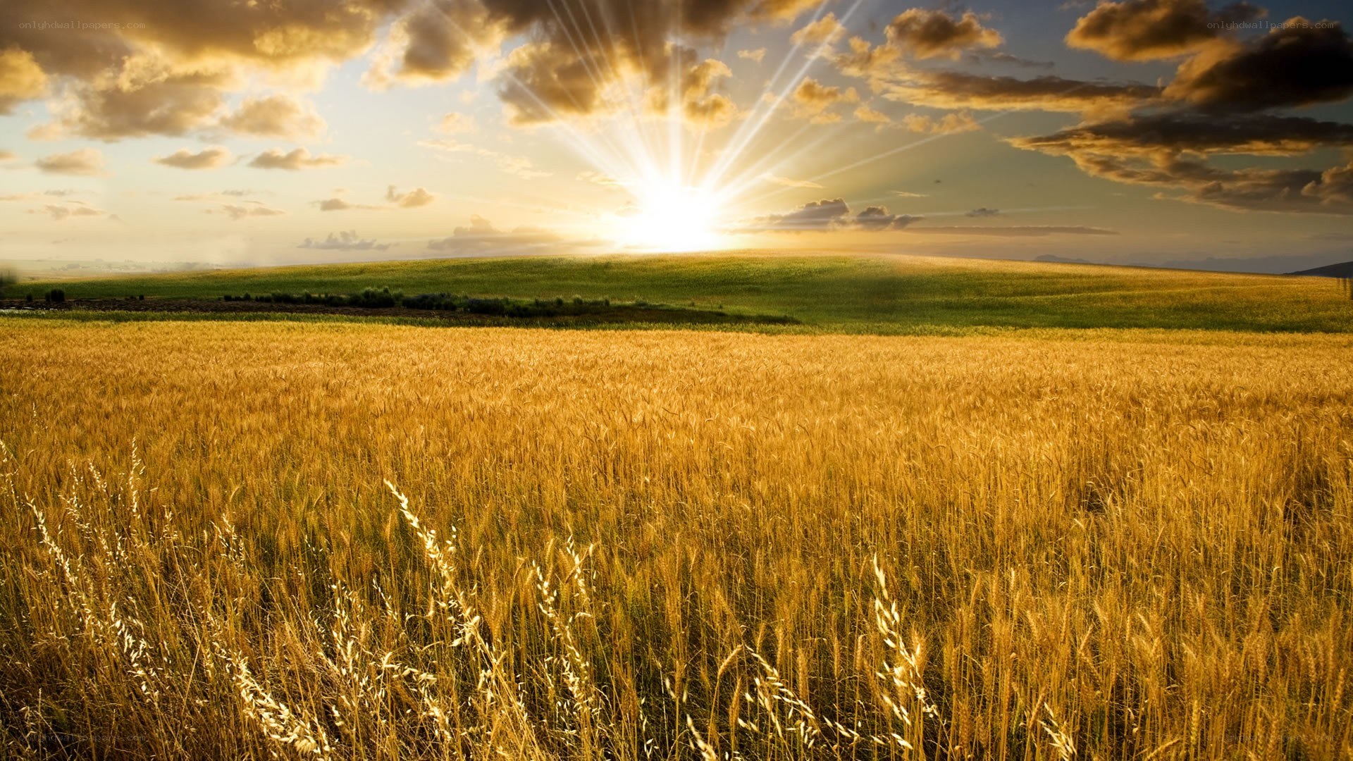 Sunset over a golden wheat field