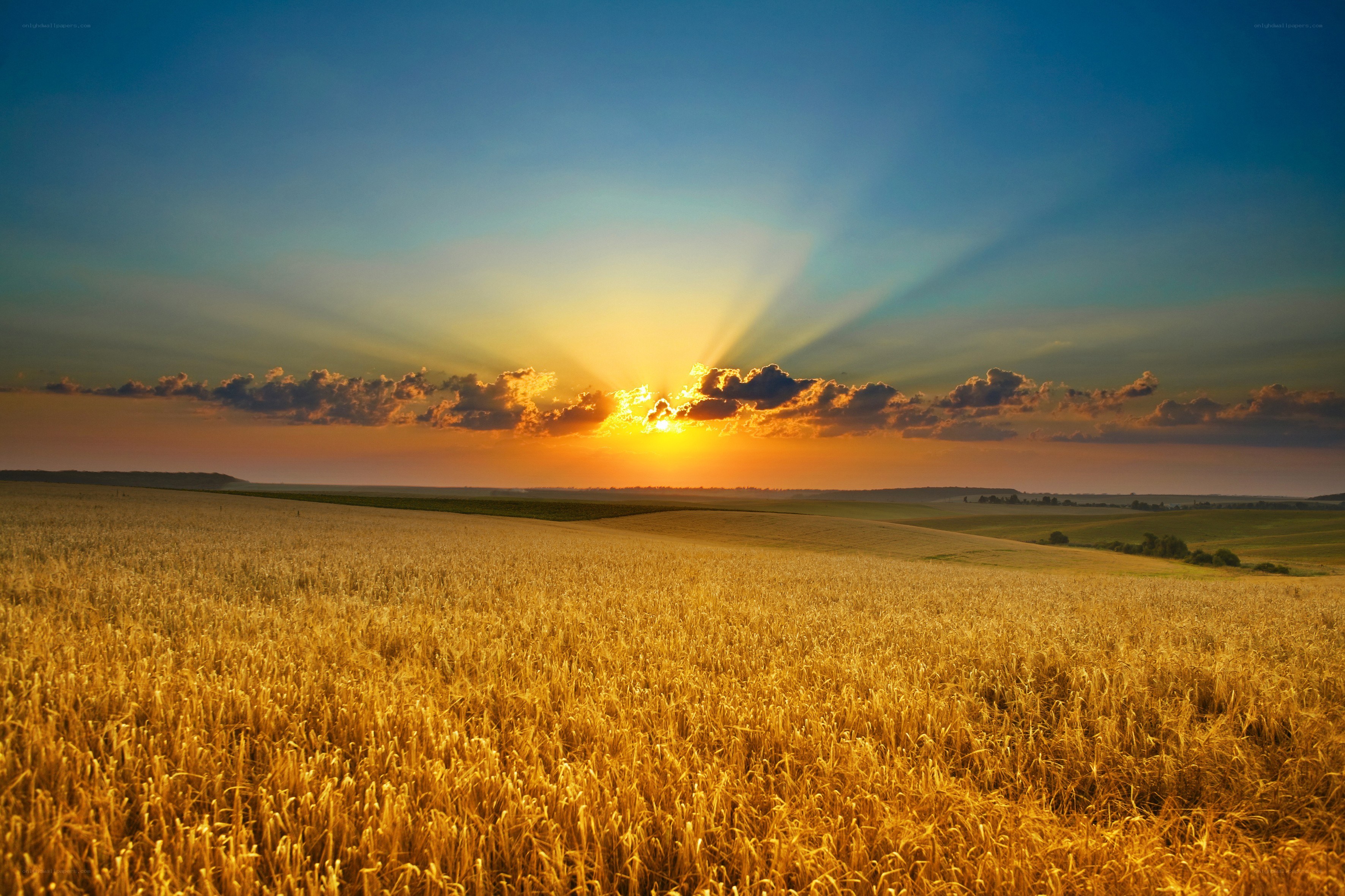 Sunset over a golden wheat field