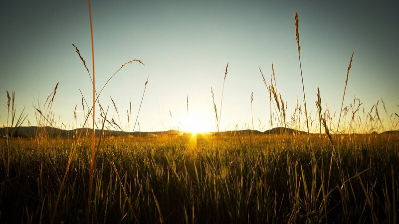 Sunset over a grassy field