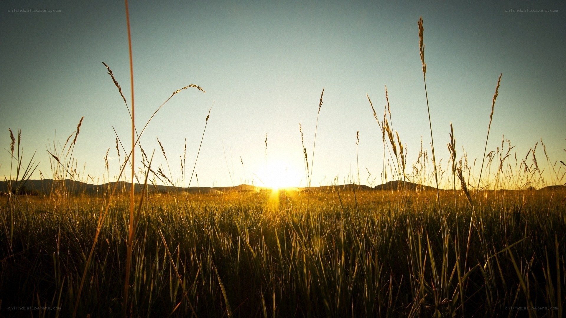 Sunset over a grassy field
