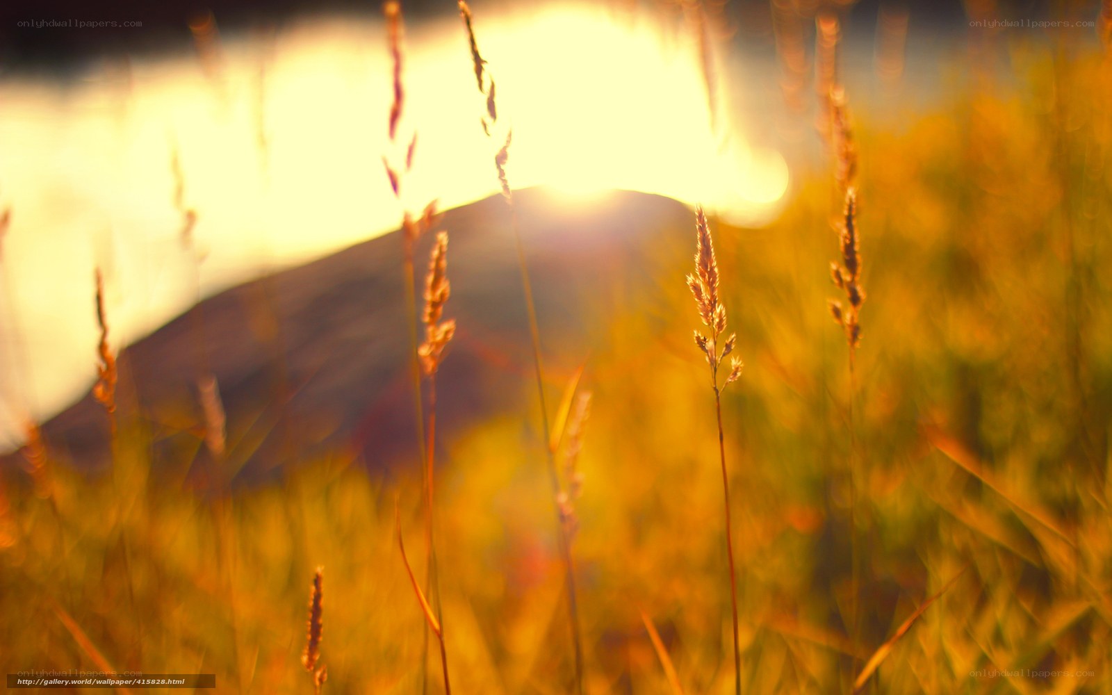 Sunset over a grassy field