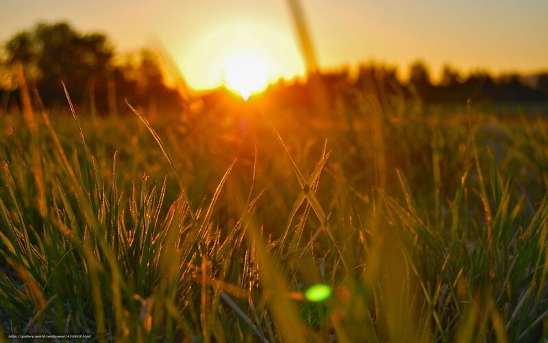 Sunset over a grassy field
