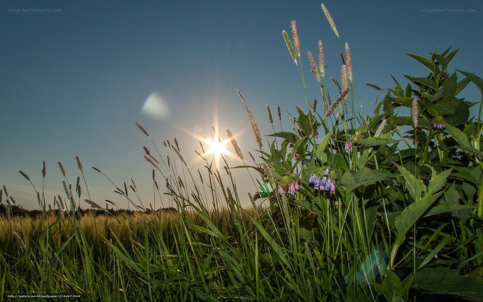 Sunset over a grassy field