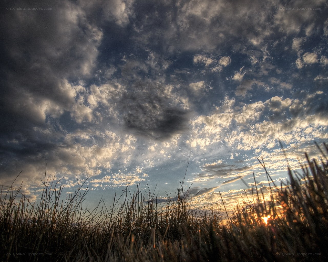 Sunset over a grassy field