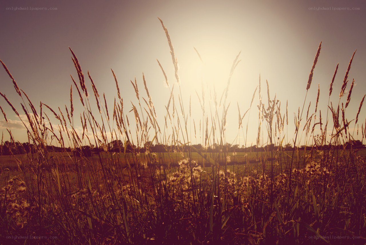 Sunset over a grassy field