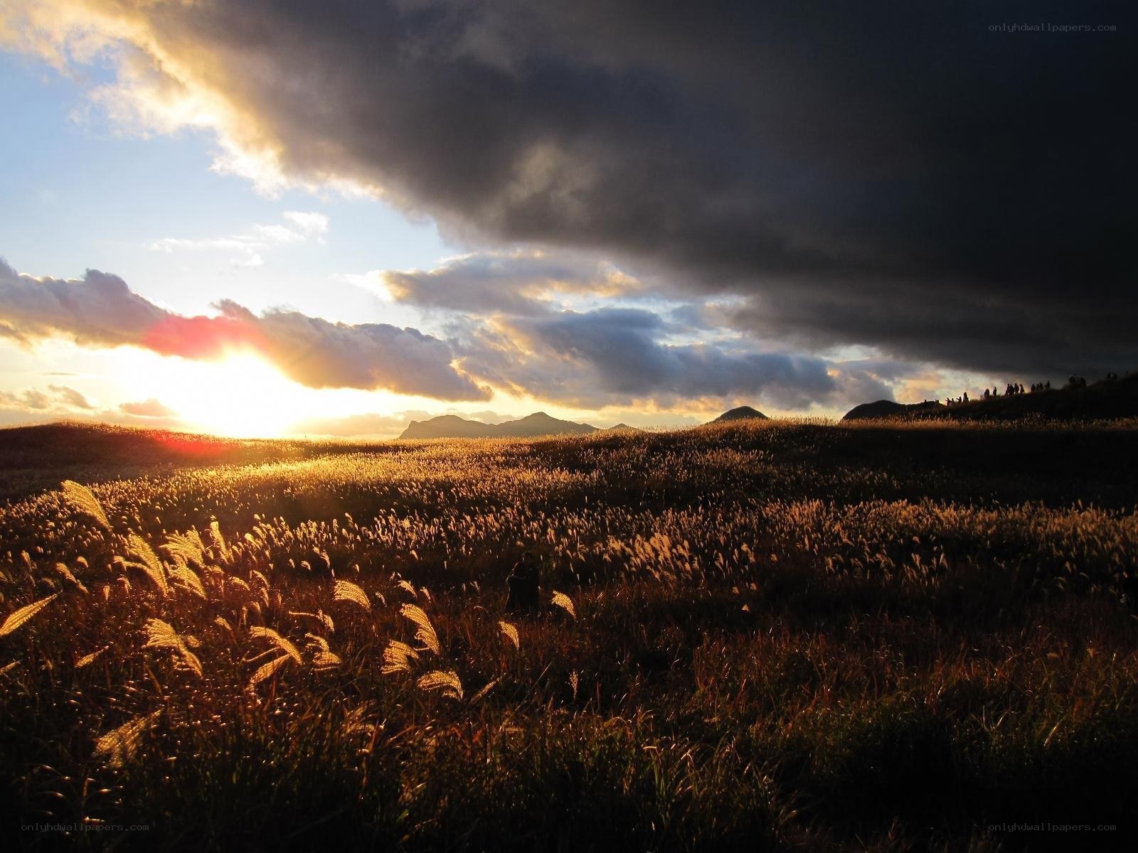 Sunset over a grassy field