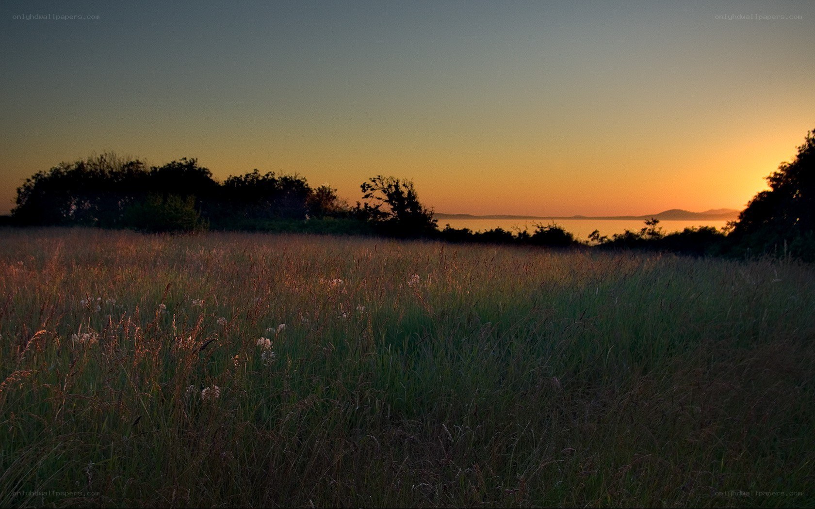 Sunset over a grassy field