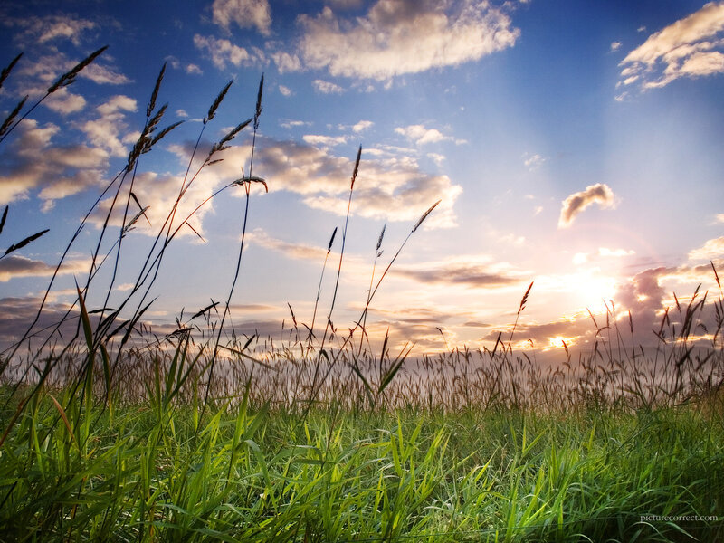 Sunset over a grassy field
