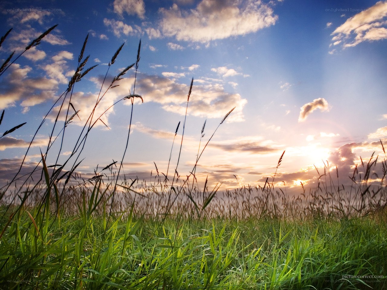 Sunset over a grassy field