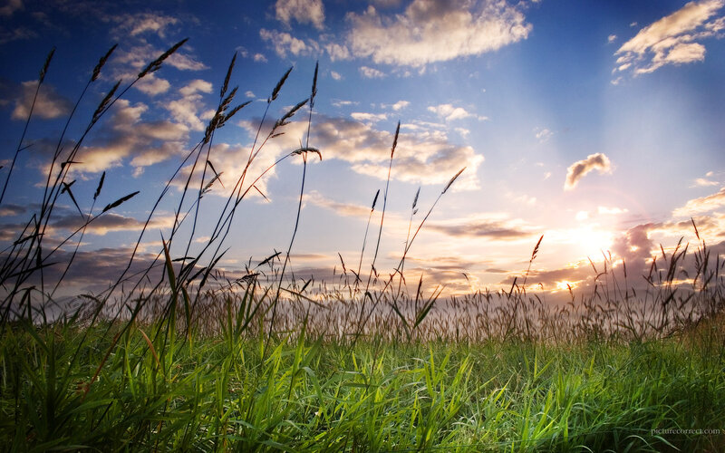 Sunset over a grassy field