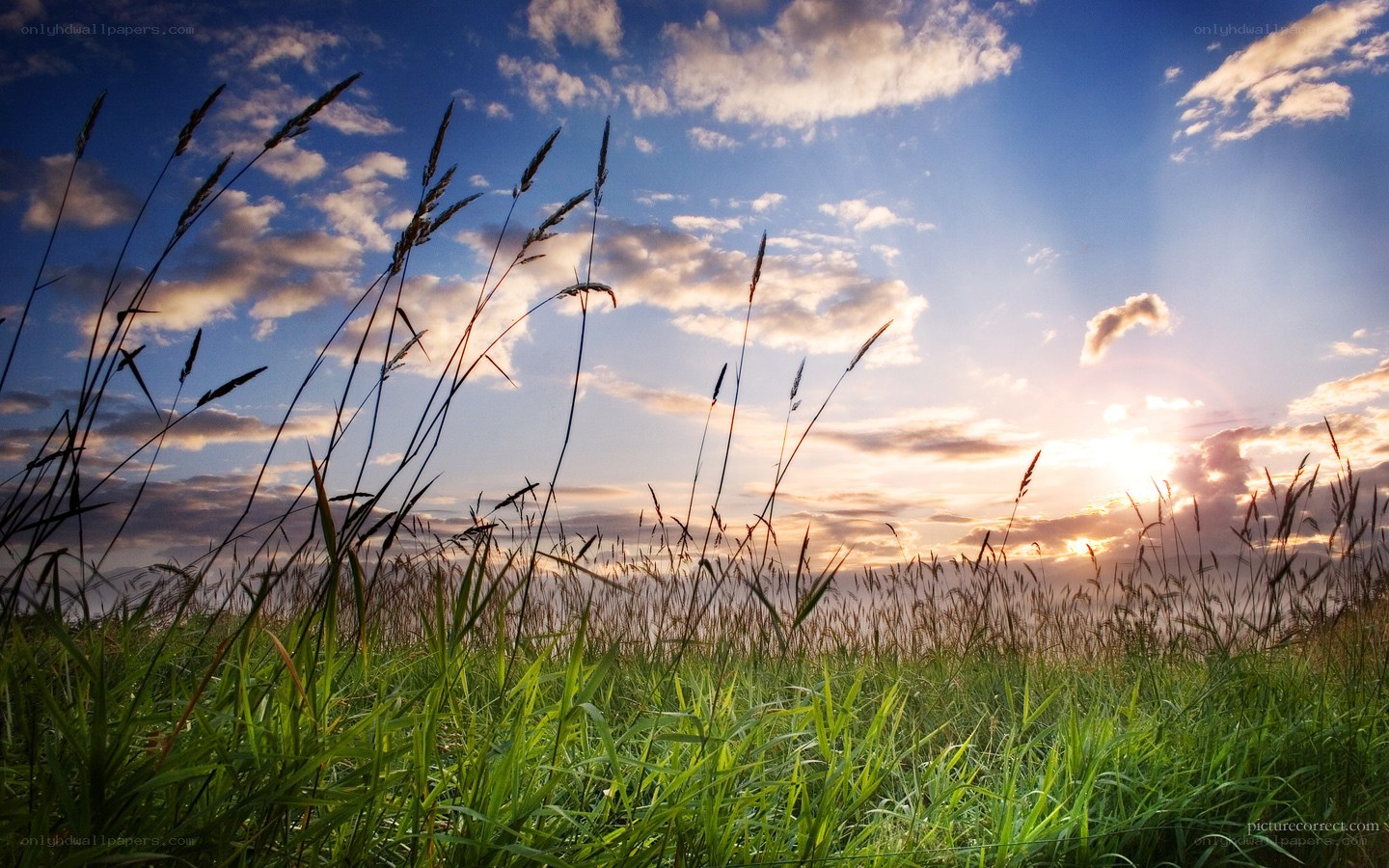 Sunset over a grassy field