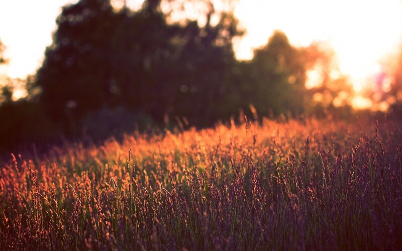 Sunset over a grassy field