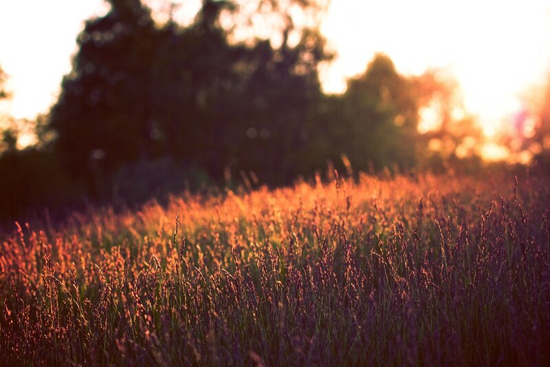 Sunset over a grassy field