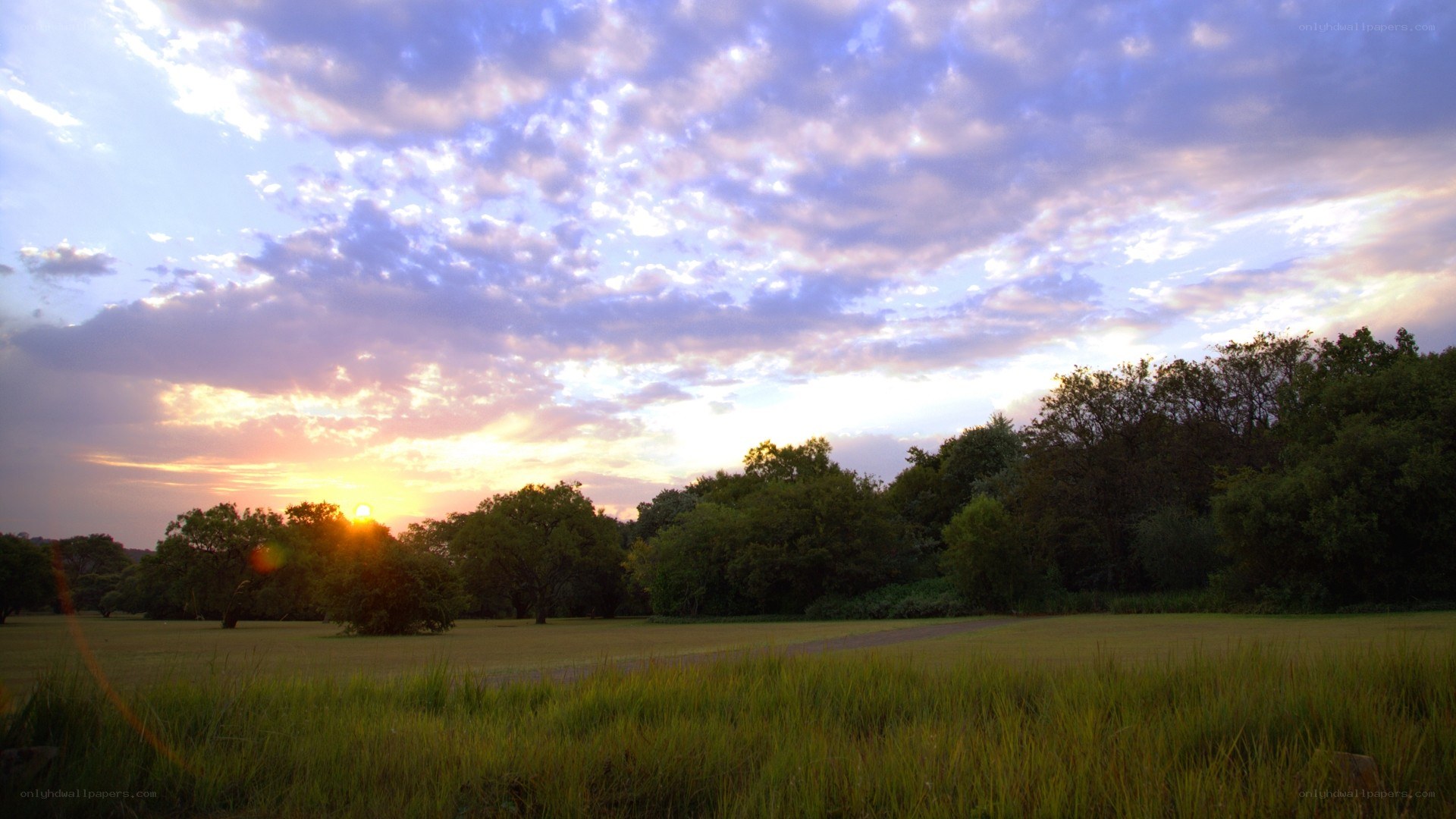 sunset over a grassy field