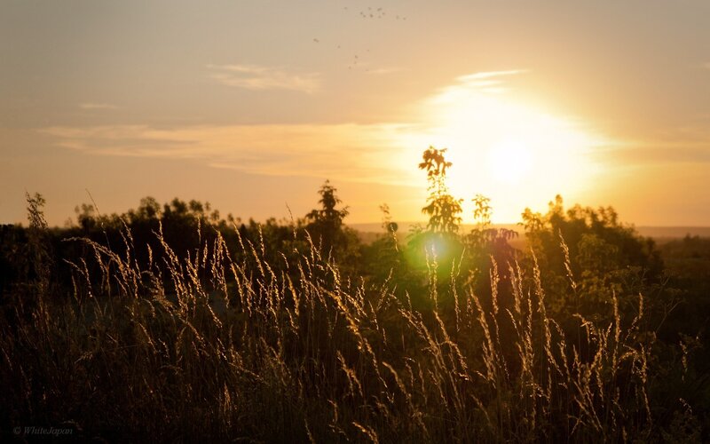 Sunset over a grassy field